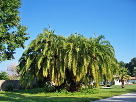Enjoying The Journey: The Beautiful Palm Tree!