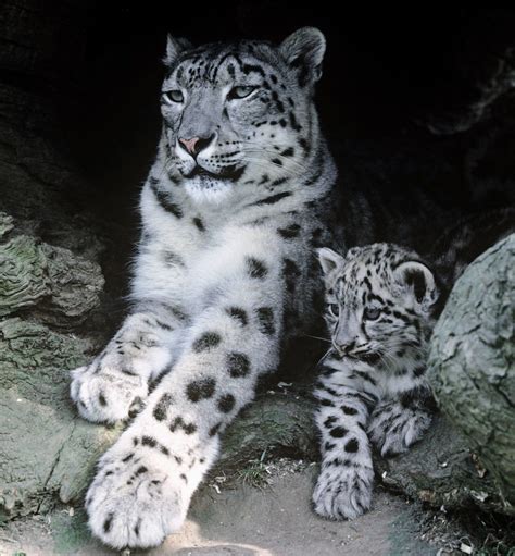 Snow Leopard Species Facts Info And More Wwfca