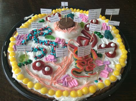 I 'helped' my little brother make a cake in the form of an animal cell. Pin by Leigh Leigh on Educational | Edible cell, Animal ...