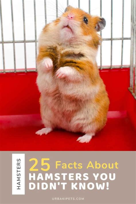 The 25 Most Surprising Facts About Hamsters You Didnt Know Urbaki Pets