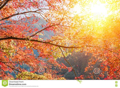 Red Maple Tree In Forest In Fall Beautiful Autumn Background Stock