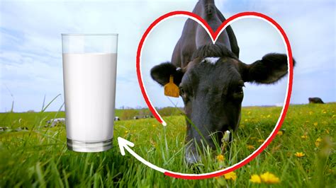 How Do Cows Make Milk Organic Valley