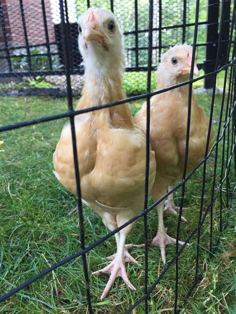 7 Week Buff Orpington Gender Backyard Chickens Learn How To Raise Chickens