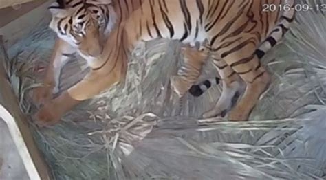 Tampa Zoo Welcomes Endangered Malayan Tiger Cub With Adorable Video