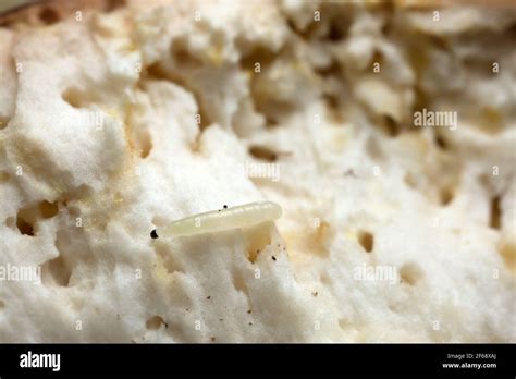 Fungus Gnat Larva Mycetophilidae On Boletus Mushroom Stock Photo Alamy