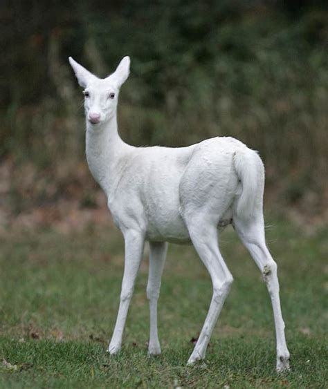 Rare Albino Whitetail Deer Haunt North Woods Of Wisconsin Albino