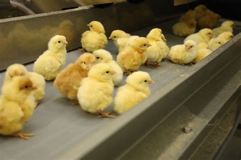 Informed Consumers Favour Tech Solutions To End Male Chick Culling