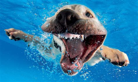 Underwater Puppies In Pictures Unterwasser Hunde Hundefotos
