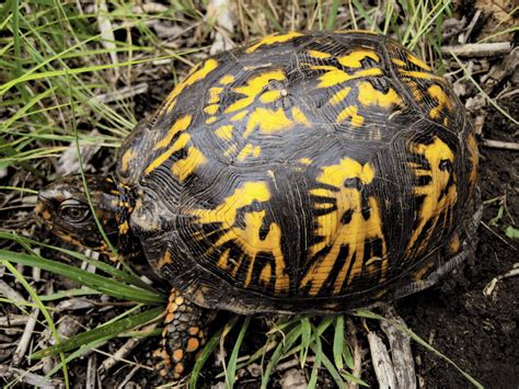 The Ultimate Guide To Box Turtle Breeding Tips Tricks And Everything