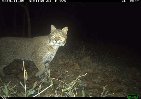 Ultra Rare Bobcat Sighting In Washington Dc Chesapeake Bay Magazine