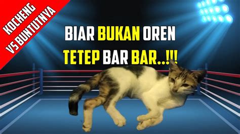 Mulai dari video lucu bayi, kucing, anjing, prank, dan momen fail. Video Kucing Lucu - Berantem Sama Buntut Sendiri - YouTube