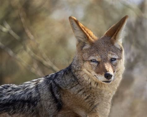 Jackal Face Stock Photo Image Of Ears Wildlife Safari 5308592