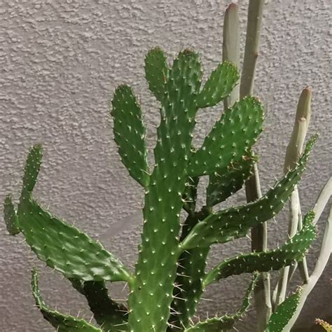 Cacti are desert plants and not suited for the amounts of water normal plants need. Consolea falcata syn.Opuntia falcata, Caribbean Tree ...