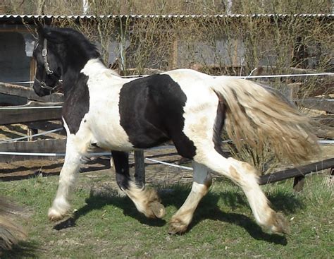 We have this beautiful smart and hand some gypsy vanner stallion horse for sale. Friesian Colt | Cayenne Friesian Horses for Sale - Gypsy MVP