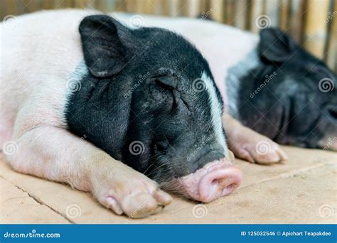 Two Pigs Are Sleeping Stock Photo Image Of Sleep Agriculture 125032546