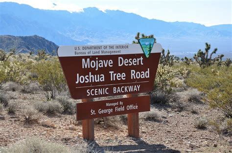 The Mojave Desert Joshua Tree Road Scenic Backway Destination West