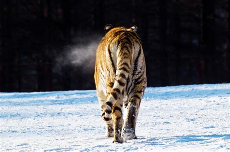 View Of Siberian Tiger Walking Away By Mike Hill