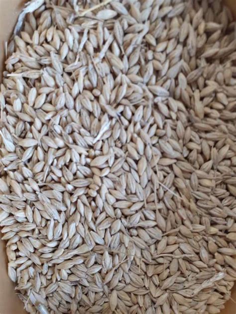 10mt Barley Seed Farm Tender