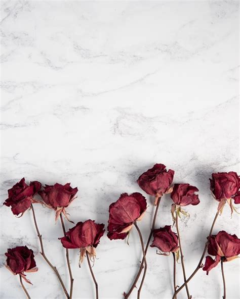 Maybe you would like to learn more about one of these? How to Preserve Flowers - Blogs | Forever Blooms