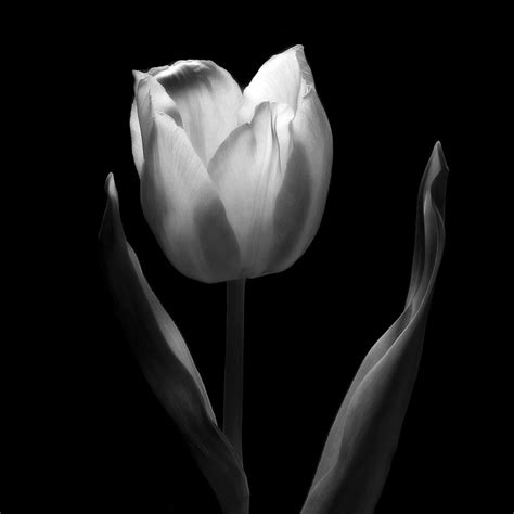 Fajarv Photography Black And White Images Of Flowers