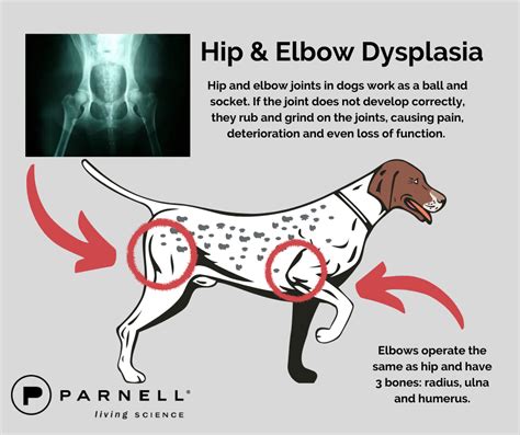 What Is Hip And Elbow Dysplasia In Dogs