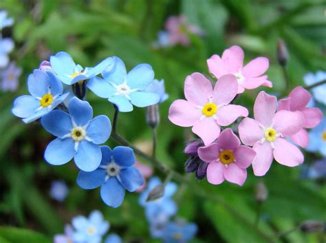 Alpine Forget Me Not Mix 50 Seeds — Rareplant Flower Seeds Spring