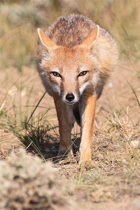 Fox tv izle, fox tv türkiye canlı hd yayınını kesintisiz olarak online internetten izleyin. Wyoming | Swift Fox