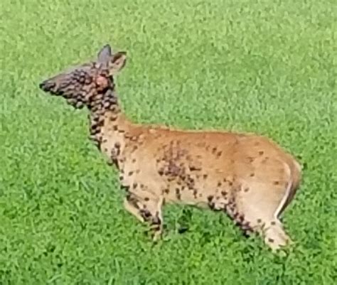 Indiana Deer Covered With Warts Big Deer