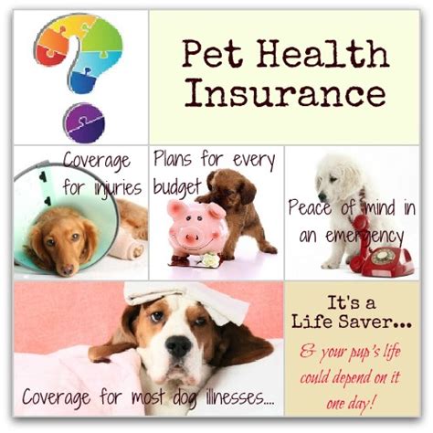 The 6 best pet insurance companies. Choosing The Best Dog Insurance