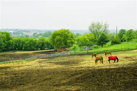 Rural Landscape With Horses Stock Image Image Of Midwest Horse 56292711