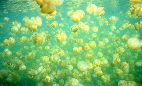 Jellyfish Lake Earth Blog