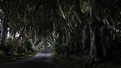 Dark Hedges Ireland Hd Wallpaper Backiee