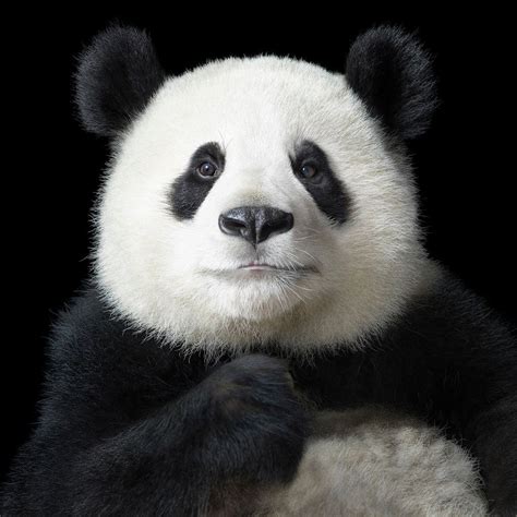 An Evolving View Of Animals Panda Bear Animal Faces Endangered Animals
