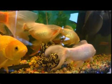 Best Pet Fish EVER! - YouTube