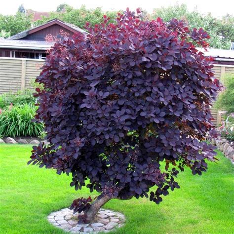 Cotinus coggygria royal purple) cotinus coggygria royal purple) — листопадный кустарник высотой 1,5 — 3 м с раскидистой кроной и декоративными листьями. Cotinus coggygria 'Royal Purple' - Salgshøjde: 30-40 cm ...