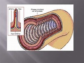 Anatomia recto y ano