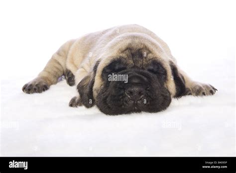Adorable English Mastiff Puppy Lying Down Isolated On White Background