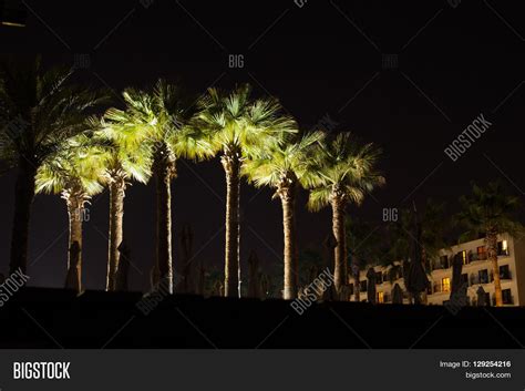 Group Palm Trees Night Image And Photo Free Trial Bigstock