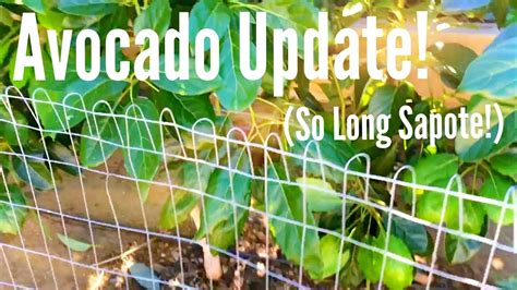 Avocado Update So Long Sapote 11 07 15 High Density Espalier