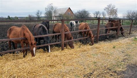 Door De Omheining Eten De Paarden Hooi Stock Foto Image Of Hengst