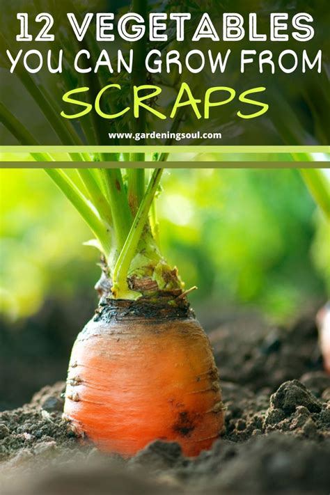 12 Vegetables You Can Grow From Scraps