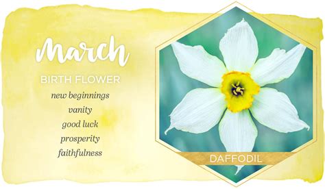 March Birth Flower Daffodil Flower Meanings March Birth
