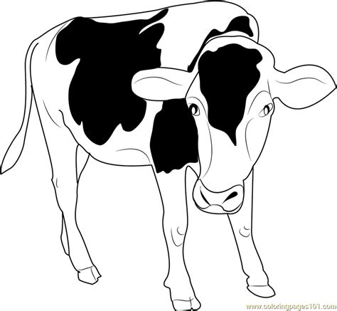 Black And White Cow Coloring Page For Kids Free Cow Printable