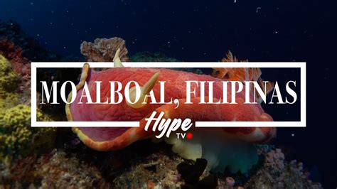 Moalboal Filipinas Blue Abyss Dive Resort Dive Hype Youtube