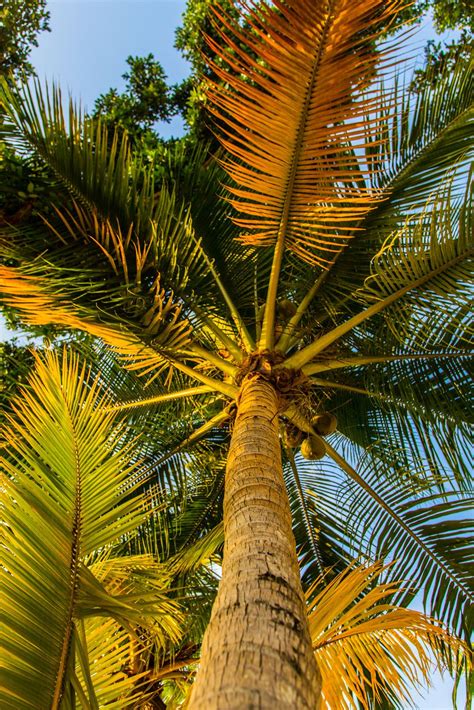 Jamaican Palm Palm Tree Photography Nature Photography Scenery