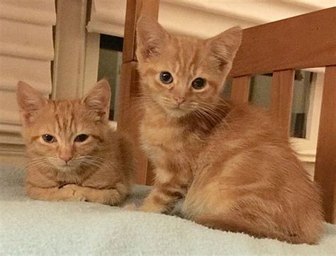 Orange Kittens For Adoption Vc Animal Services On Twitter 5 00 Cat