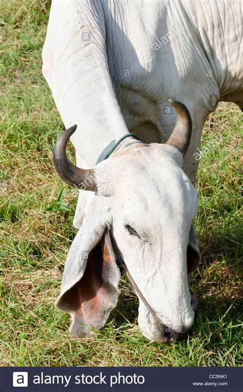 Love those ears, american brahman heifer. A large white Brahman cow with curved horns and large floppy ears Stock Photo: 41923365 - Alamy