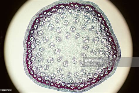 Smilax Stem Cross Section Dicot High Res Stock Photo