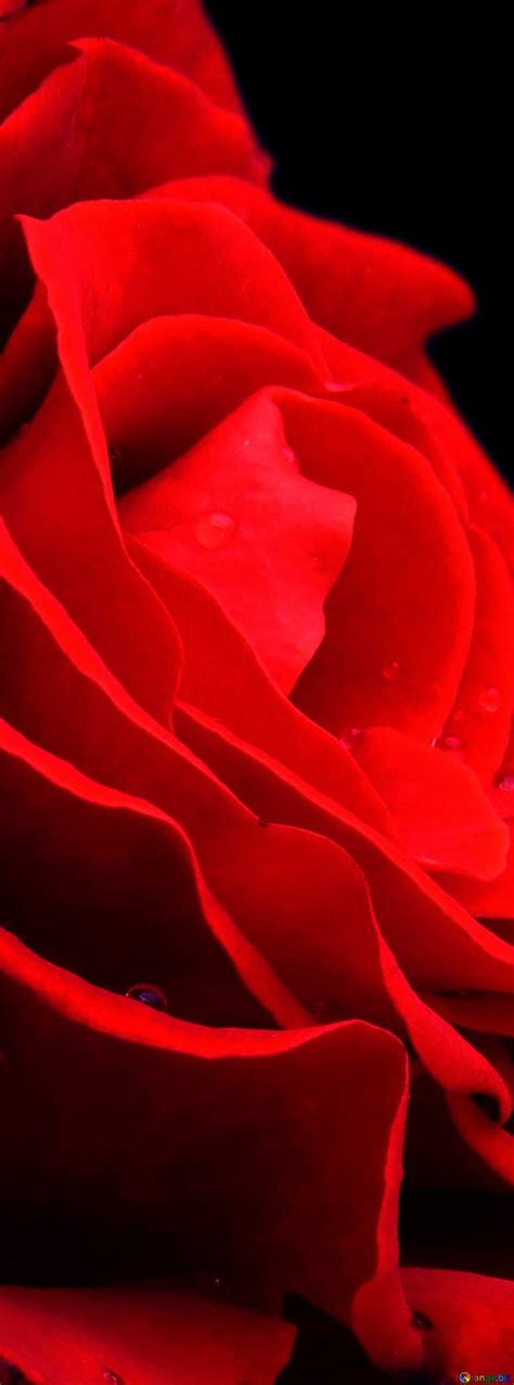 Download Free Picture Red Rose Banner On Cc By License Free Image
