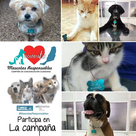Campaña De Concienciación Sobre El Cuidado De Mascotas Noticias
